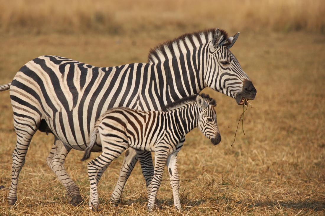 Where do they live? - Zebras